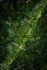 Hexagonal mirrored tunnel reflecting dense green tree canopy, creating geometric kaleidoscope...