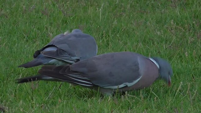 Wood Pigeons (Columba palumbus) Feeding on Grassland