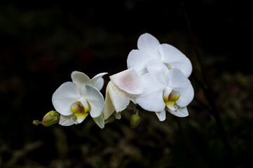Phalaenopsis Orchid Bloom Close-Up