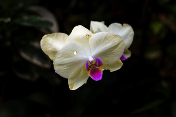 Phalaenopsis Orchid Bloom Close-Up