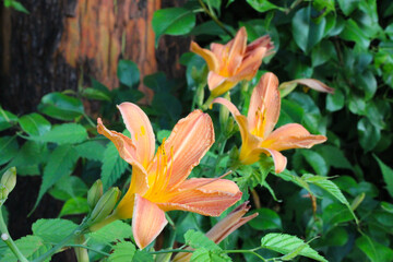 Orange Ditch Lily Trio 04