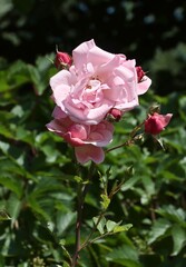 beautiful colorful roses in a garden close up