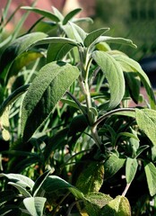 green leaves of salvia officinalis plant close up