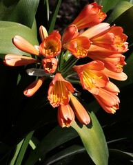 prettyb orange flowers of Clivia potted plant close up