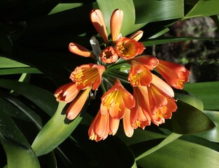 pretty orange flowers of Clivia potted plant close up