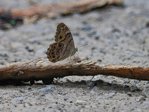 Butterfly on a Timber Rattlesnake Rattle Snake Carcass 