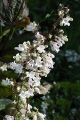 white flowers of  Penstemon campanulatum plant,Scrophulariaceae Family