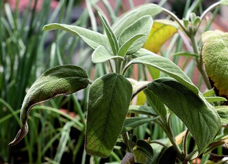 green,soft,hirsute leaves of  Salvia officinalis plant close up