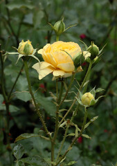 beautiful colorful roses in a garden close up