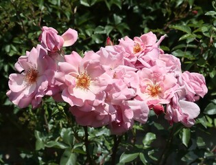 beautiful colorful roses in a garden close up