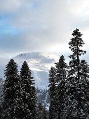 Snow-covered mountain in Georgia framed by frosted pines. A dramatic and tranquil view from the Caucasus.