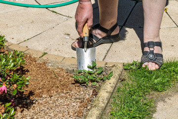 Gardener Weeding Flower Bed with Stainless Steel Metal Trowel