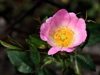beautiful colorful roses in a garden close up