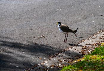 Australian Masked Lapwing (Vanellus miles) with chick