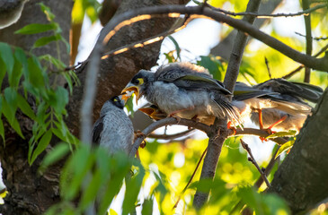 Australian Noisy Miner (Manorina melanocephala) feeding juveniles
