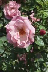 pretty colorful roses close up,