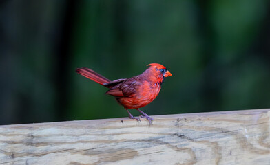 northern cardinal