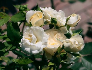 pretty colorful roses close up,