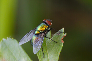Green Bottle Fly 05
