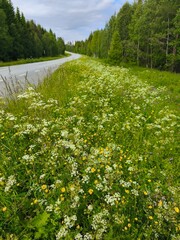 amazing beautiful swedish scandinavian nature