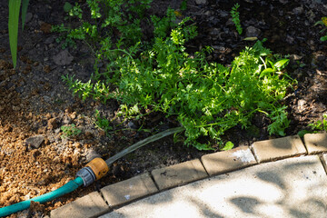 Watering Garden Plants in Flower Bed with a Hose During a Heatwave or Hosepipe Ban