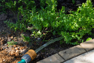 Watering Garden Plants with a Hose Pipe on Ground During a Heatwave