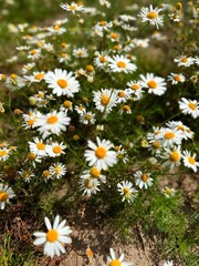 delicate flower of white chamomile. Matricaria chamomilla, white wildflowers. beautiful white chamomile flowers on a green field close-up on a summer day. floral background. beauty of nature.