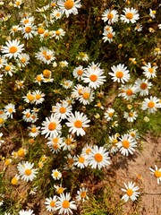 delicate flower of white chamomile. Matricaria chamomilla, white wildflowers. beautiful white chamomile flowers on a green field close-up on a summer day. floral background. beauty of nature.
