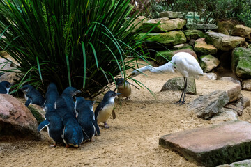 Great Egret (Ardea alba) trying to attack a Little Blue Penguins