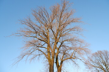 Laubloser Baum vor klarem blauem Himmel