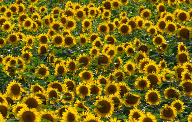 Close-up of a blooming sunflower crop