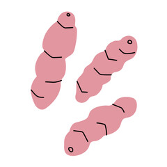 Oca fruits, tuberous wood sorrel sketch on isolated background. Vector botanical illustration of South American potato. Food ingredient, nutrition, exotic plant. Design for label, logo, sign, card