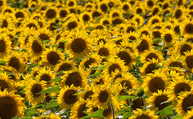 Fototapeta premium Close-up of a field of blooming sunflowers