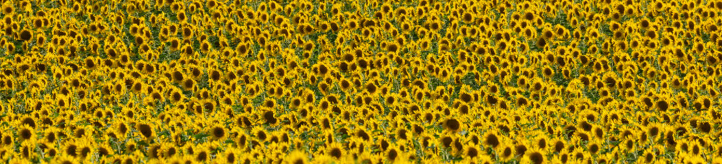 Panoramic landscape of a blooming sunflower crop