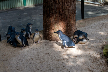 Little Blue Penguin ( Eudyptula minor) mating
