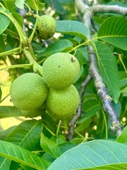 grüne Walnüsse am Baum, Johannisnüsse