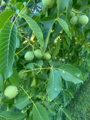 grüne Walnüsse am Baum, Johannisnüsse