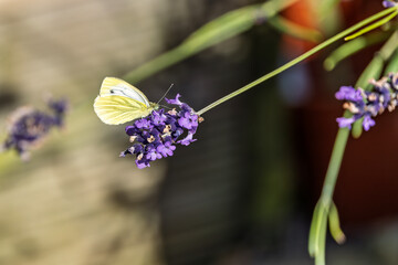 Green-veined White butterfly (Pieris napi) Necctaring on Lavendar Flower in Garden on Summer Day