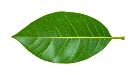 Obraz premium Green leaf isolated on white