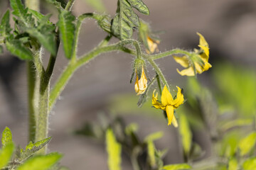 Close-up of Yellow Tomato Plant Flowers Growing in Garden