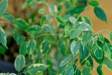 Variegated Weeping Fig Plant Close-Up