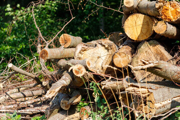Pile of Cut Logs and Branches with Foliage Background