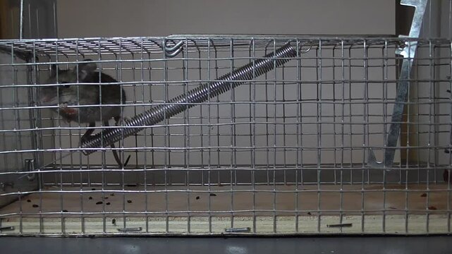 House Mouse (Mus musculus) Caught in a Human Mouse Trap