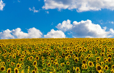 Obraz premium Landscape of a blooming sunflower crop and blue sky with clouds