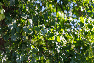 Linden Tree Canopy with Leaves and Fruits