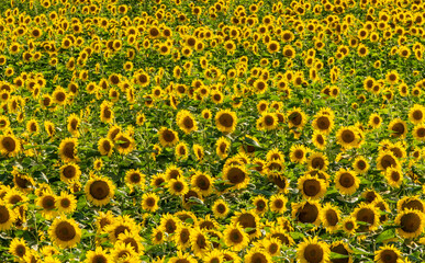 Landscape with a field of blooming sunflowers