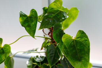 Close-up of Anthurium Plant with Green Leaves Near Window