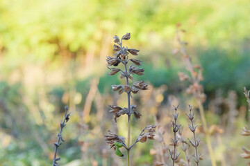 Farming and harvesting. Sunny day. Sage seeds grow in vegetable garden in autumn. Dry Salvia grows in autumn.