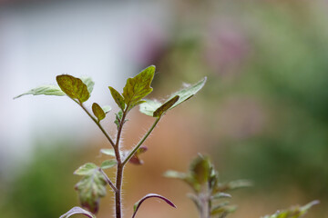 Tomato Plant Seedling Close-up