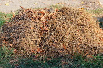 Hay for mulch is collected for use in gardening. Dry grass is collected in garden.